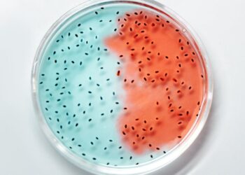 Tudo o que você precisa saber sobre a inseminação artificial na pecuária: descubra os benefícios e desafios dessa técnica revolucionária!