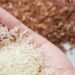 Arroz Brasileiro: Oportunidades de mercado na produção nacional