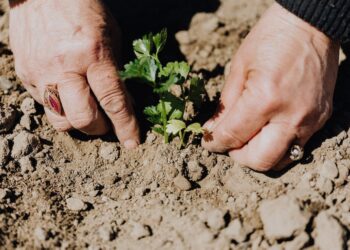 Desvendando os segredos do solo na Agricultura: conheça os diferentes tipos e aprenda a escolher o ideal para sua produção!