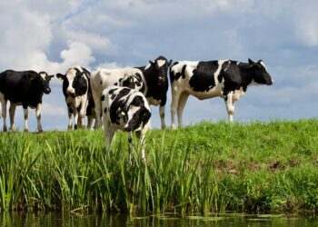 Descubra como a alimentação das vacas pode influenciar diretamente na qualidade do leite produzido: um guia completo para produtores de leite”.