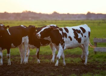 Tudo o que você precisa saber sobre o manejo sanitário de animais na pecuária: principais vacinas e medidas preventivas para garantir a saúde do rebanho
