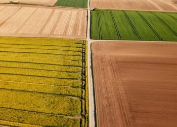 Guia Completo: Como realizar o manejo eficiente de pradarias no agronegócio – Dicas e passo a passo para garantir o sucesso da sua produção”.