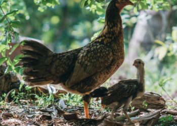 Revolutionize a Pecuária: Como a Tecnologia Monitora o Comportamento dos Animais para Melhorar a Produção