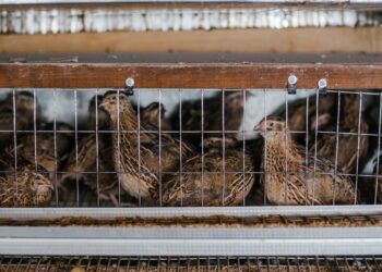 Segredos do sucesso na produção de ovos: conheça as técnicas essenciais para o cuidado e manejo correto das aves poedeiras”.