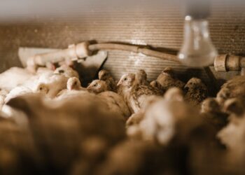 Descubra as vantagens e desafios da produção de carne orgânica: um guia completo para consumidores conscientes e produtores responsáveis”.