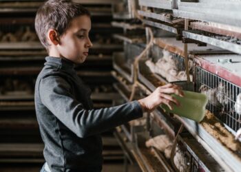 Descubra os benefícios surpreendentes e desafios da produção de carne de búfalo: um guia completo para produtores e consumidores