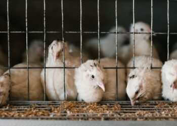 Os desafios da produção de aves e suínos no Brasil: conheça o mercado e como se destacar