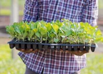 Transforme sua produção de sementes com as melhores máquinas agrícolas do mercado: Descubra o que você precisa saber!