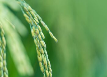 Máquinas agrícolas modernas para aumentar a produtividade na produção de arroz: descubra as melhores opções do mercado!