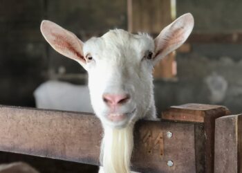 Descubra as principais raças de cabras e técnicas de manejo para criar seu próprio rebanho de sucesso!
