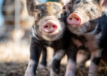 Aprenda agora os principais cuidados e técnicas de manejo de suínos na pecuária para uma produção eficiente e saudável