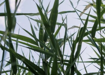 Colheita de cana-de-açúcar eficiente: Descubra as melhores máquinas agrícolas e técnicas para o sucesso da sua safra”.