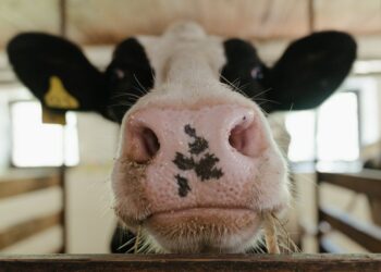 Segredos da Pecuária: Como a alimentação pode transformar a qualidade da carne em sua mesa