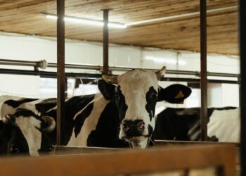 Manejo de animais em confinamento na pecuária: Desvendando os benefícios e desafios da produção de carne sustentável