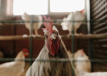 Descubra as melhores raças e técnicas para criar frangos de corte de forma eficiente!