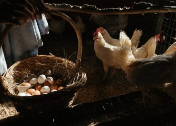 8 dicas essenciais para prevenir o canibalismo entre aves na sua criação pecuária