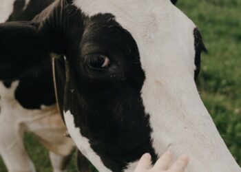 Criar gado em sistema intensivo: 8 desafios e oportunidades que você precisa conhecer