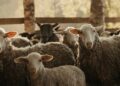 Ovinocultura no Brasil: Descubra as oportunidades de mercado e como superar os desafios