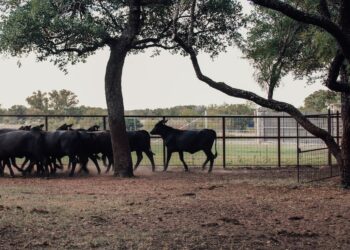 Adubação do solo na pecuária: como melhorar a qualidade da pastagem e aumentar a produtividade do seu rebanho