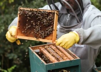 8 dicas essenciais para garantir a segurança ao operar máquinas agrícolas