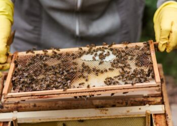 Guia completo de Controle de Pragas na Agricultura: Tudo o que você precisa saber para proteger sua plantação e colher bons frutos”.