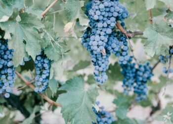 Uvas brasileiras: descubra as tendências e desafios da produção nacional!
