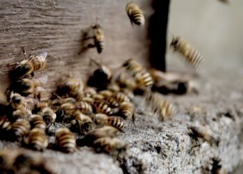 Descubra os desafios e oportunidades do mercado brasileiro de produção de mel