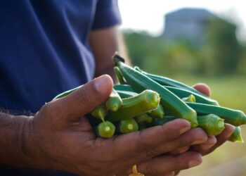 Quiabo no Brasil: conheça os desafios da produção e explore o mercado em expansão