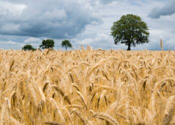 Guia prático: escolha as sementes ideais para uma Agricultura Sustentável