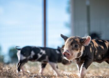 Descubra as técnicas e cuidados essenciais para produzir carne suína orgânica de qualidade superior
