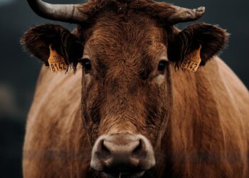 Descubra os segredos da produção de leite a pasto: vantagens e desafios revelados!