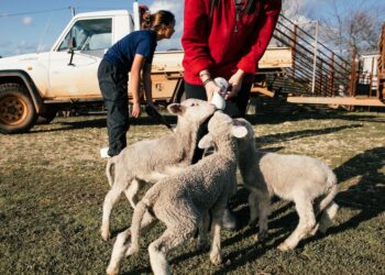 Técnicas e cuidados essenciais para uma produção de leite de cabra de alta qualidade