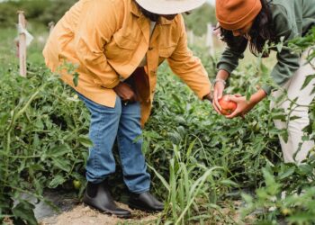 Revolutionize sua produção de hortaliças tuberosas com estas máquinas agrícolas inovadoras: conheça seus benefícios, tipos e aplicações.