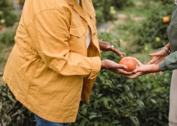 Tudo o que você precisa saber sobre a produção de alimentos orgânicos na Agricultura Sustentável: benefícios, desafios e práticas