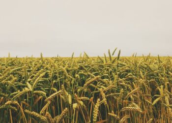 Domine a Gestão de Terras no Agronegócio: Guia Completo com Dicas Práticas e Exemplos