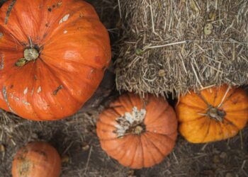 Título sugerido: “Desvendando as diferenças cruciais entre a agropecuária familiar e industrial no Brasil