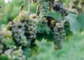 Como as máquinas agrícolas estão revolucionando a produção de uvas: descubra as soluções inovadoras para aumentar sua colheita!