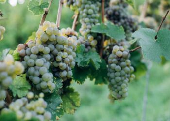 Como as máquinas agrícolas estão revolucionando a produção de uvas: descubra as soluções inovadoras para aumentar sua colheita!