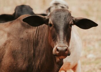 Tudo o que você precisa saber sobre alimentação de bovinos: descubra as vantagens e desvantagens dos diferentes tipos de ração!