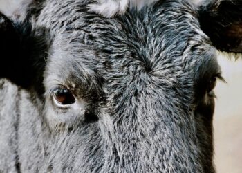 Maximize seus Lucros na Pecuária: Aprenda Como Calcular o Índice Zootécnico em 8 Passos Simples