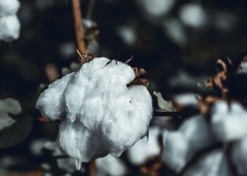 Algodão brasileiro: Descubra as oportunidades promissoras e os desafios a serem superados na produção