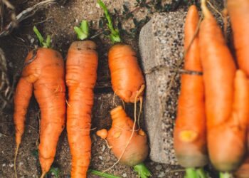 Como a agricultura sustentável pode fortalecer a interação entre produtores e comunidade: 8 estratégias comprovadas