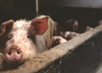 Revolucionando a Pecuária: A Utilização da Genética para Maximizar a Produção de Suínos