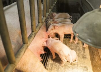 O bem-estar animal na pecuária: uma reflexão sobre a relação entre o cuidado com os animais e a qualidade dos produtos