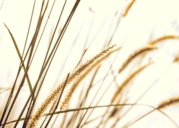 Revolucionando o plantio de sementes: Descubra as máquinas agrícolas mais eficientes do mercado