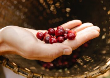 Descubra as melhores máquinas agrícolas para uma colheita de café eficiente: guia completo de equipamentos e técnicas