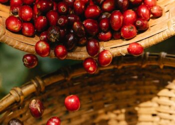 Transforme sua colheita com as melhores máquinas para aplicação de defensivos agrícolas: descubra agora!