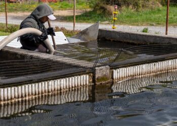 Revolutionize seu Agronegócio: 8 maneiras práticas de implementar a Aquicultura hoje mesmo