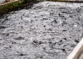 Descubra as melhores técnicas e cuidados para a criação de tilápias em piscicultura: guia completo!