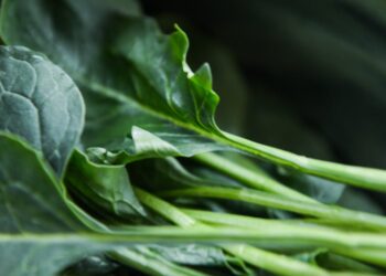 Tendências do mercado de hortaliças no Brasil: descubra as oportunidades que você não pode perder!